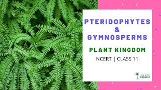 Plant Kingdom  Pteridophytes  Gymnosperms  NCERT  Class 11  Chapter 3  One Stop Biology [upl. by Parthen697]