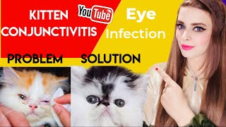 How To Treat Cat Eye Infection  Kitten Eye Conjunctivitis  Runny Eyes Swollen Eyes [upl. by Kcirddahc590]