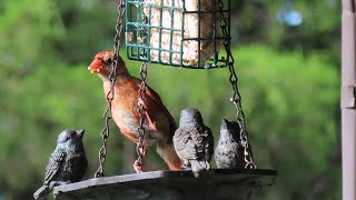 God Gives Cardinals Coats of Many Colors While They Are Growing Up [upl. by Hafeenah]