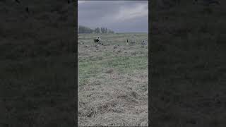 HUNTING DOG TRAINING [upl. by Man]