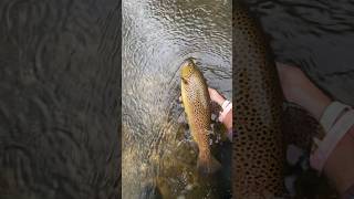 Beautiful PA Brown fishing shorts trout [upl. by Barkley]