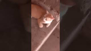 parchiyan cat new viral trending shortfeedtyp [upl. by Vanthe]