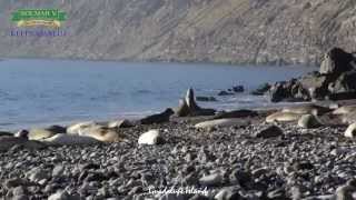 Guadalupe Island [upl. by Kroo]