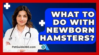 What To Do With Newborn Hamsters  PetGuide360com [upl. by Remot]