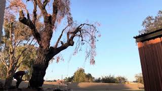 Felling ironbark eucalyptus [upl. by Garibull]