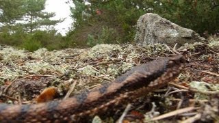 Grosse vipère aspic en forêt de Fontainebleau [upl. by Alick]