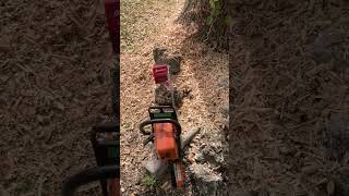 How to remove tree roots from your lawn No more hitting them with the mower [upl. by Onfre]