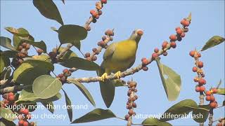 Cute Choosy Bird Eating Fruit Yellow Footed Green Pigeon [upl. by Amorita]