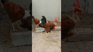 Maati ki keyari banai chicken yt minizoo ytshortsvideo [upl. by Anawit373]