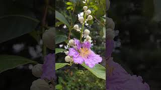 Lagerstroemia speciosa  Queen Crape Myrtle 洋紫薇 2024 [upl. by Irved]