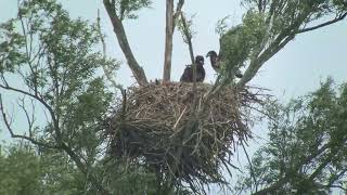 Zeearend Haliaeetus albicilla Whitetailed Eagle  Friesland 2024 [upl. by Retloc]