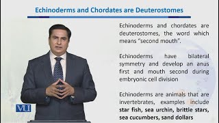 Echinoderms amp Chordates are Deuterostomes  Biodiversity amp EvolutionII  BT201Topic045 [upl. by Aynom926]