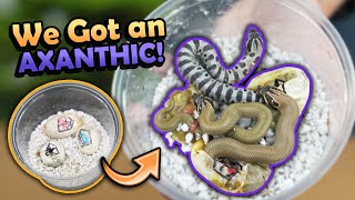 Superconda Hognoses Hatching [upl. by Shelly]