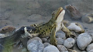 Snake catching a large frog  Cobra apanha uma rã grande  Schlange fängt einen grossen Frosch [upl. by Dyl]