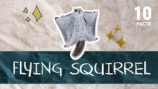 10 Facts about Flying Squirrel [upl. by Anialad]