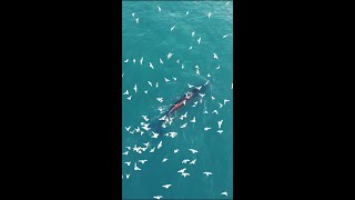 Brydes whales spotted in south Chinas offshore waters [upl. by Arihay]