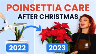 What To Do With Poinsettias After Christmas 🔔 Houseplant Care Tips  how to prune grow and bloom [upl. by Adias793]