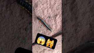 कीड़ा मिलीपीड 😱🐛🙀 worm millipede milipedes centipede kenno millipedesong worm millipedetoy [upl. by Nossaj]