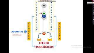 Farmacología del Sistema Nervioso Autónomo Simpático [upl. by Jory]