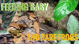 Feeding Froglets and Rare Dart Frogs [upl. by Nash]