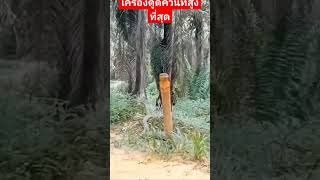 king cobra hoodpoison snakehunter snakelover indonesia india snake cobra forest nature [upl. by Nissy]