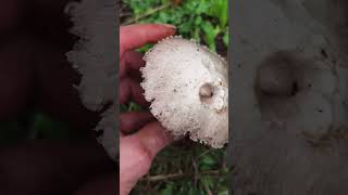 Identifica el champiñón de prado agaricus campestris [upl. by Irolav]