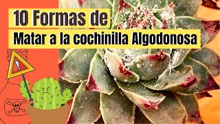 10 formas de acabar con la cochinilla algodonosa 😵 [upl. by Boykins]