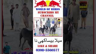 Greyhound Race In Layyah  New Dog Race [upl. by Bj]