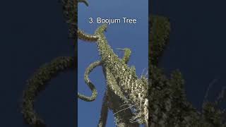 Top 5 Most Bizarre Trees shorts [upl. by Arreit708]