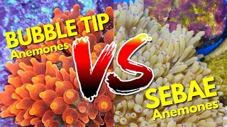 Bubble Tip Anemones VS Sebae Anemones Keys To Success [upl. by Melvin]