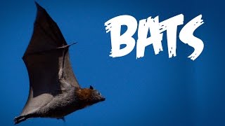 All About Bats for Kids Animal Videos for Children  FreeSchool [upl. by Chill82]