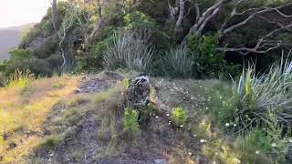 Aotea  Great Barrier Island Views over Medlands to Tryphena top of the hill [upl. by Leina]