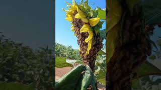 Bee swarm on a sunflower [upl. by Airad]