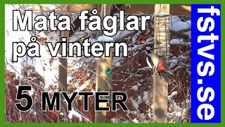 Så matar jag fåglar på vintern – fem myter avslöjade [upl. by Jecoa213]