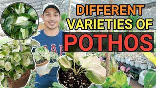 DIFFERENT VARIETIES OF POTHOS [upl. by Jud]