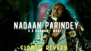 NADAAN PARINDEY  ARRahman  SlowedReverb [upl. by Junette501]