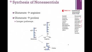 136Synthesis of Nonessential Amino Acids [upl. by Petra684]