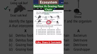 Ecosystem I Detritus vs Grazing Food Chain [upl. by Haukom917]