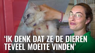 Dierenopvang ziet stijging achtergelaten en mishandelde dieren [upl. by Saitam539]