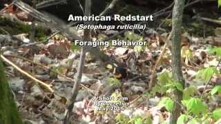 American Redstart Foraging Behavior [upl. by Stickney]