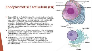 Cellens organeller i detlaj  Biologi 2 100 p [upl. by Nathanson67]