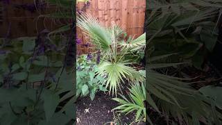 👻 Washingtonia Robusta 311024 🎃 [upl. by Fong]