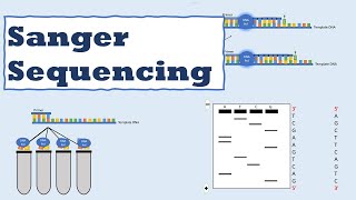 Sanger sequencing [upl. by Osicran144]