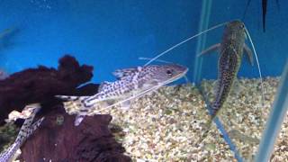 Pictus catfish  Pimelodus pictus [upl. by Edson894]