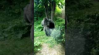 Gorilla Fight Omaha Zoo [upl. by Garald]