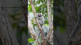 Common Marmoset Callithrix jacchus in Tamarin amp Marmoset Family  Observed in Description [upl. by Haran]