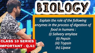 Explain the role of the following enzymes in the process of digestion of food in humans i Salivar [upl. by Kelula]