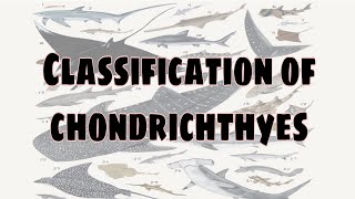 Classification of chondrichthyes upto order  Bsc zoology [upl. by Eserahs237]