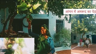 गांव का जीवन और बुआ जी के घर के आंगन में अमरूद का पेड़  village life in bundelkhand guava tree 🌴 [upl. by Behl]