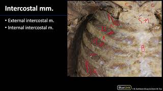 MSK Lab 1 Station 23  Intercostal Muscles [upl. by Weisbart]